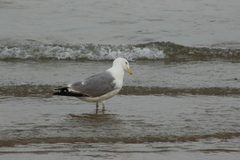 Larus argentatus