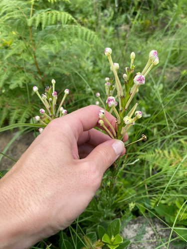 Natal Drumsticks (Zaluzianskya natalensis)