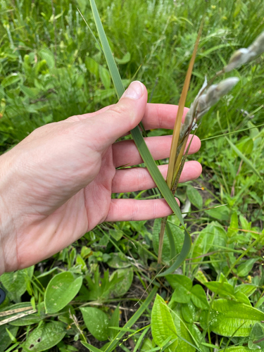 Dierama igneum, photograph 2
