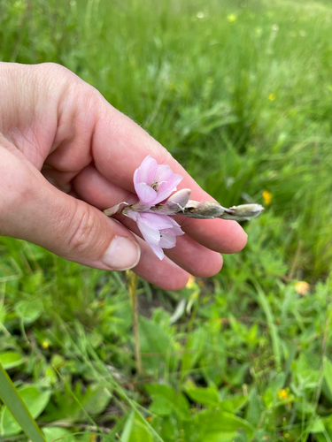 Dierama igneum, photograph 4