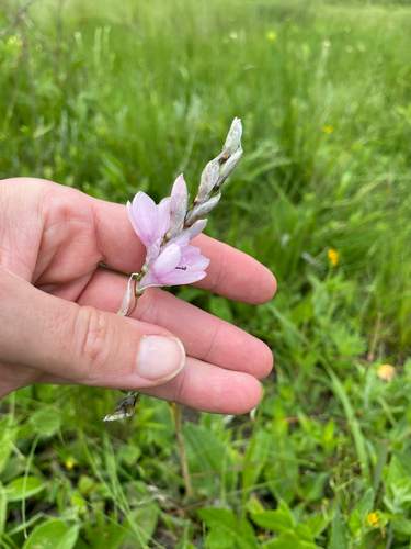 Fairy Bell (Dierama igneum)