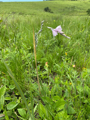 Dierama igneum, photograph (c) Sunčana Bradley, some rights reserved (CC BY)