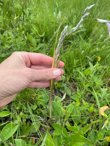 Dierama igneum, photograph 3