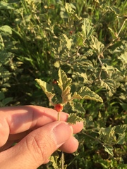 Sphaeralcea cordobensis