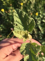 Sphaeralcea cordobensis