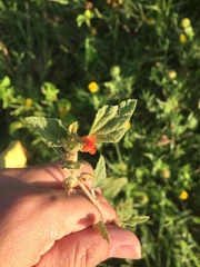 Sphaeralcea cordobensis
