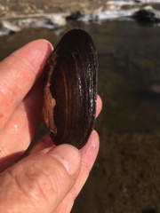 Unionoidea