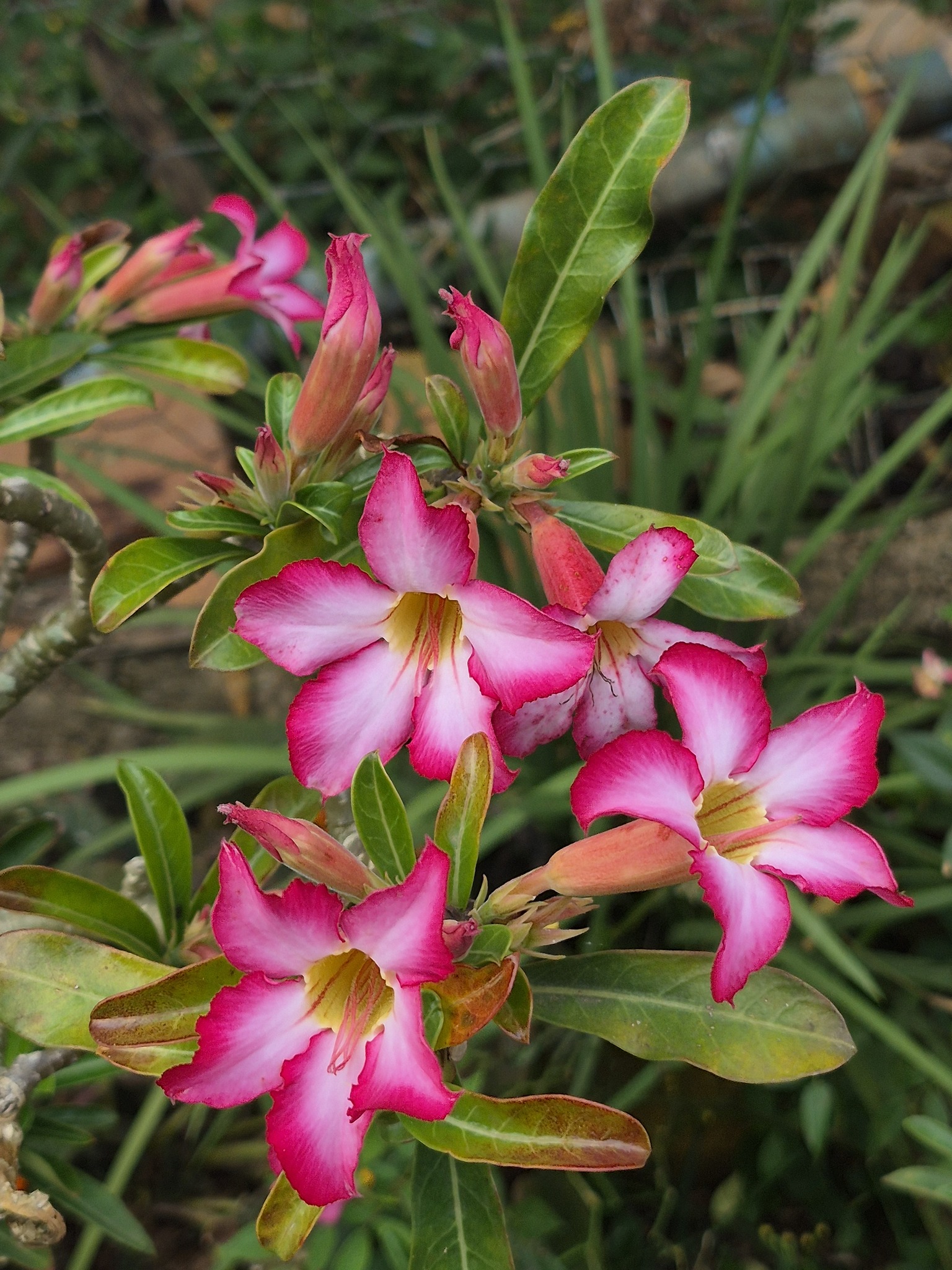 Adenium obesum