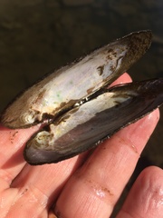 Unionoidea