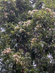 Syzygium gerrardii
