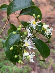 Syzygium gerrardii