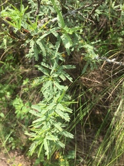 Prosopis torquata