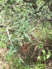 Prosopis torquata
