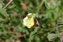 Gossypium davidsonii