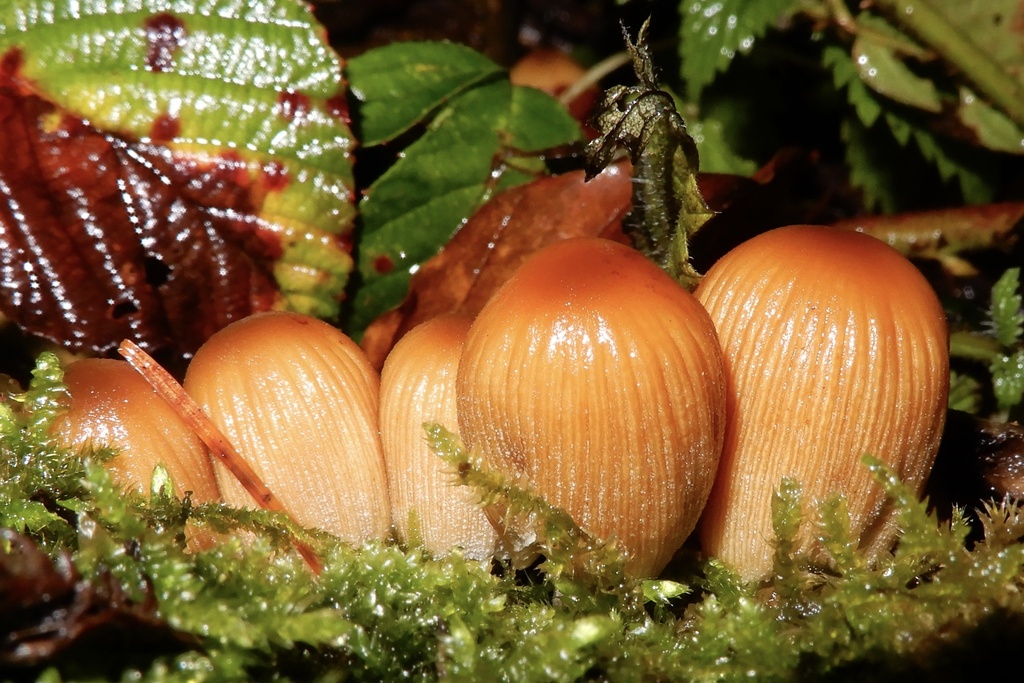 Micacei · December 2025 · photo: © cryptomarasmius (iNaturalist, cc-by)
