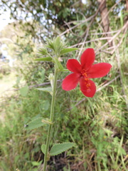 Hibiscus aponeurus