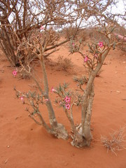 Adenium