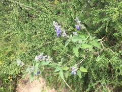 Salvia cuspidata