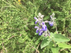 Salvia cuspidata