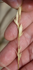 Poa billardierei