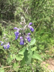 Salvia cuspidata