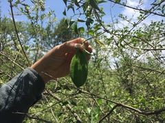 Amphilophium carolinae