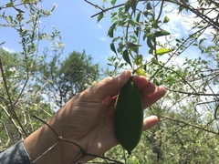 Amphilophium carolinae