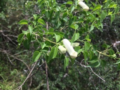 Amphilophium carolinae