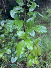 Rhoicissus rhomboidea