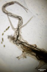 Ephydra