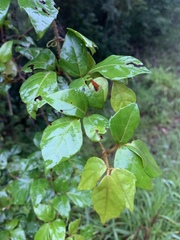 Rhoicissus rhomboidea