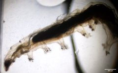 Ephydra