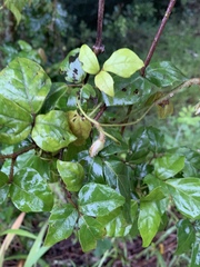 Rhoicissus rhomboidea