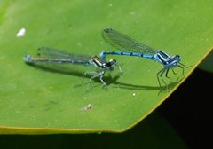 Coenagrion puella