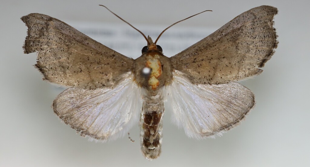 Styphlolepis erythrocosma