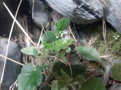 Geum cockaynei