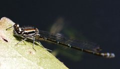 Coenagrion puella