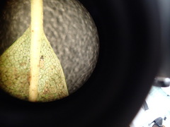 Heliothrips haemorrhoidalis