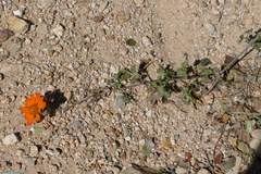 Adenophyllum speciosum