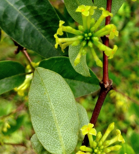 Wikstroemia sandwicensis observed 2025-12-17