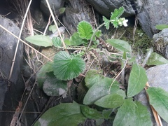 Geum cockaynei