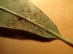 Heliothrips haemorrhoidalis