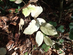 Heliothrips haemorrhoidalis
