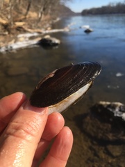 Unionoidea