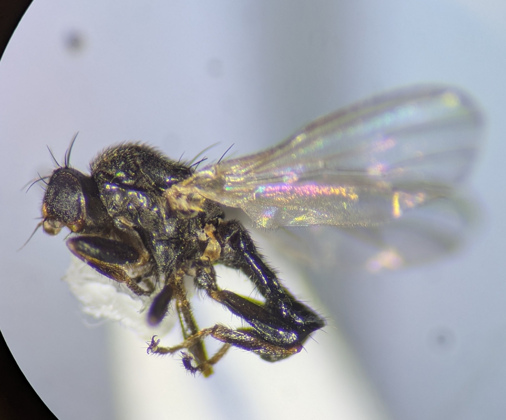 Allopiophila tomentosa