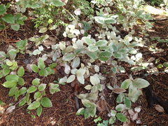 Heliothrips haemorrhoidalis