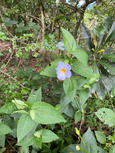Thunbergia natalensis, photograph 4