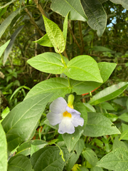 Thunbergia natalensis, photograph (c) Sunčana Bradley, some rights reserved (CC BY)