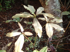 Heliothrips haemorrhoidalis