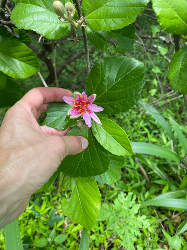 Grewia lasiocarpa, photograph 2